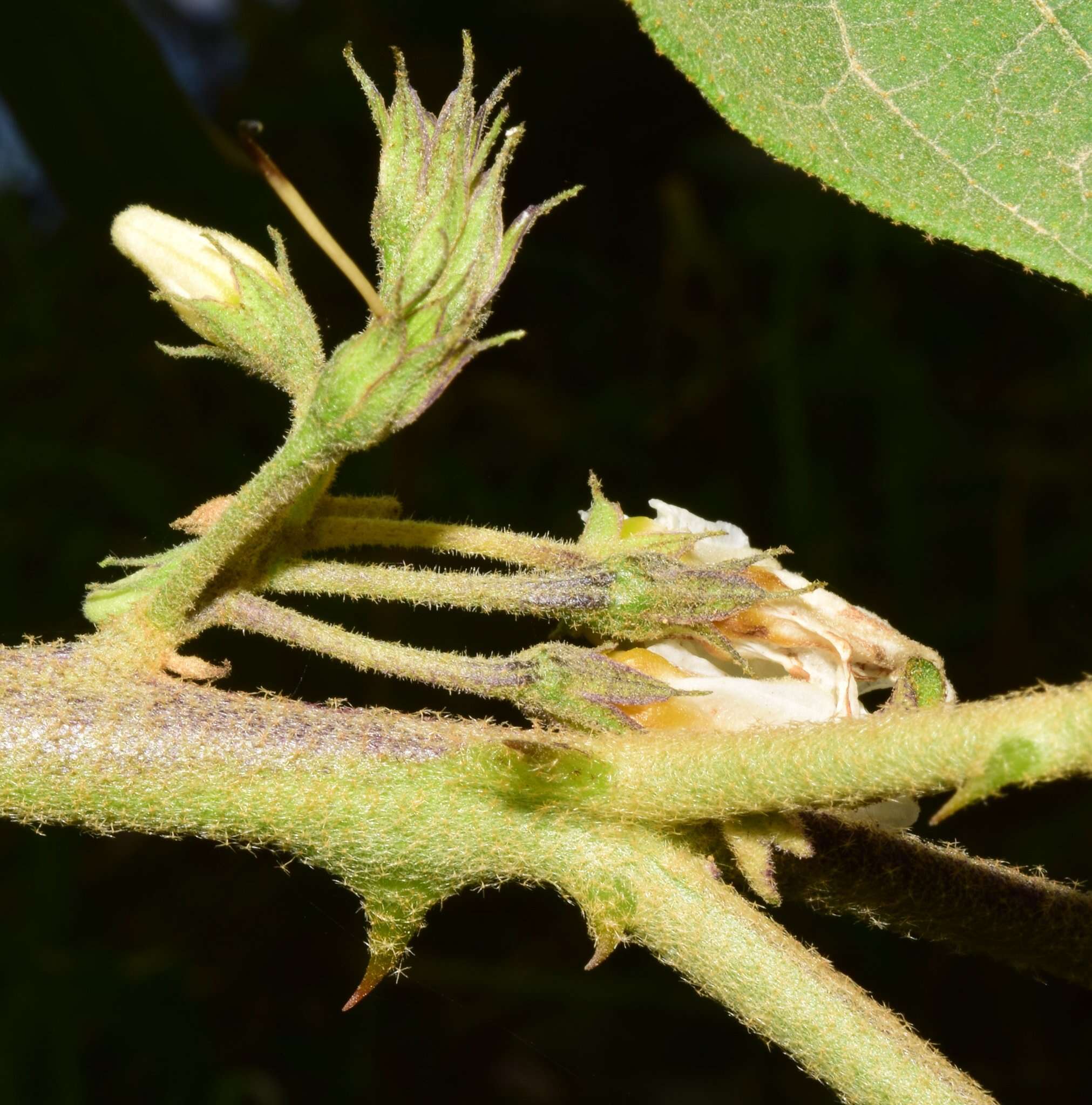 Image of Solanum diversifolium Schltdl.