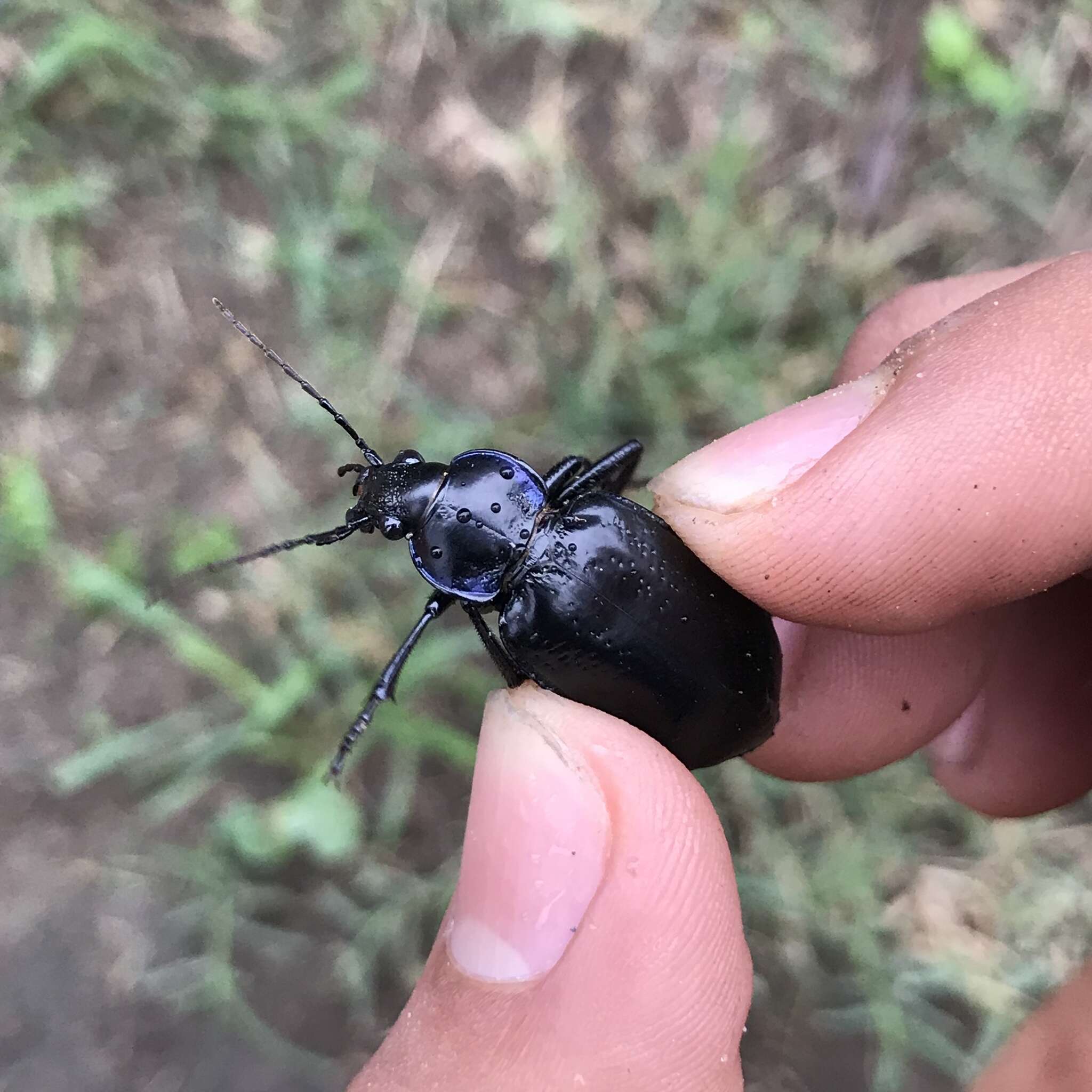 Image of Calosoma (Callitropa) macrum Le Conte 1853