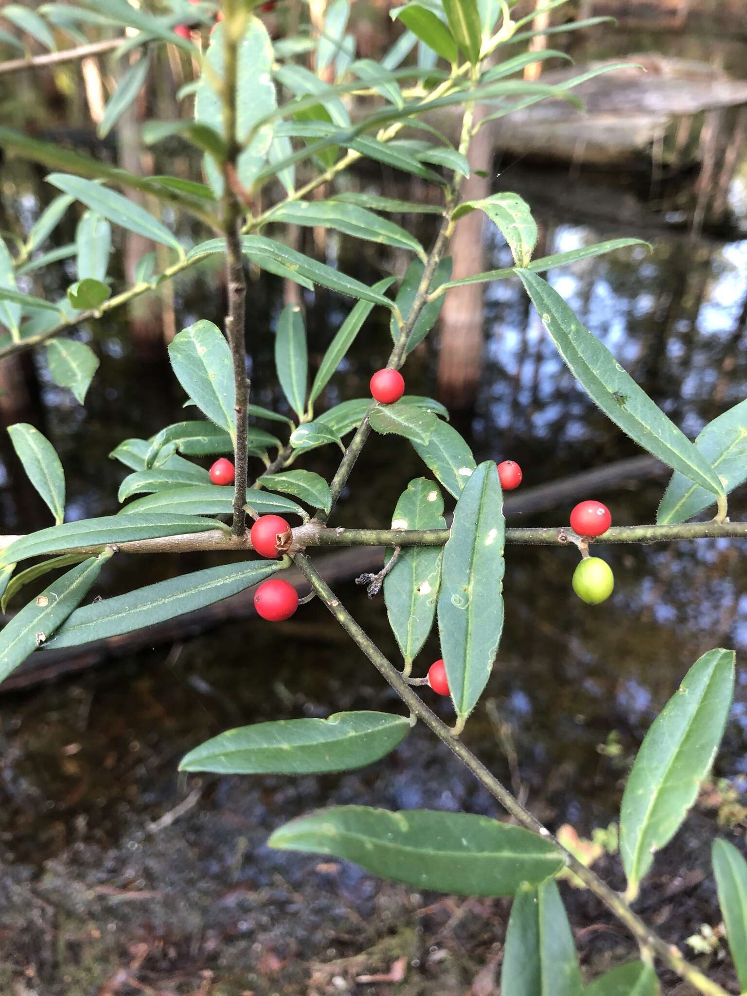 Слика од Ilex myrtifolia Lam.