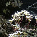 Sivun Saxifraga cinerea H. Sm. kuva