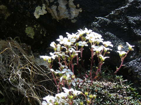 Sivun Saxifraga cinerea H. Sm. kuva