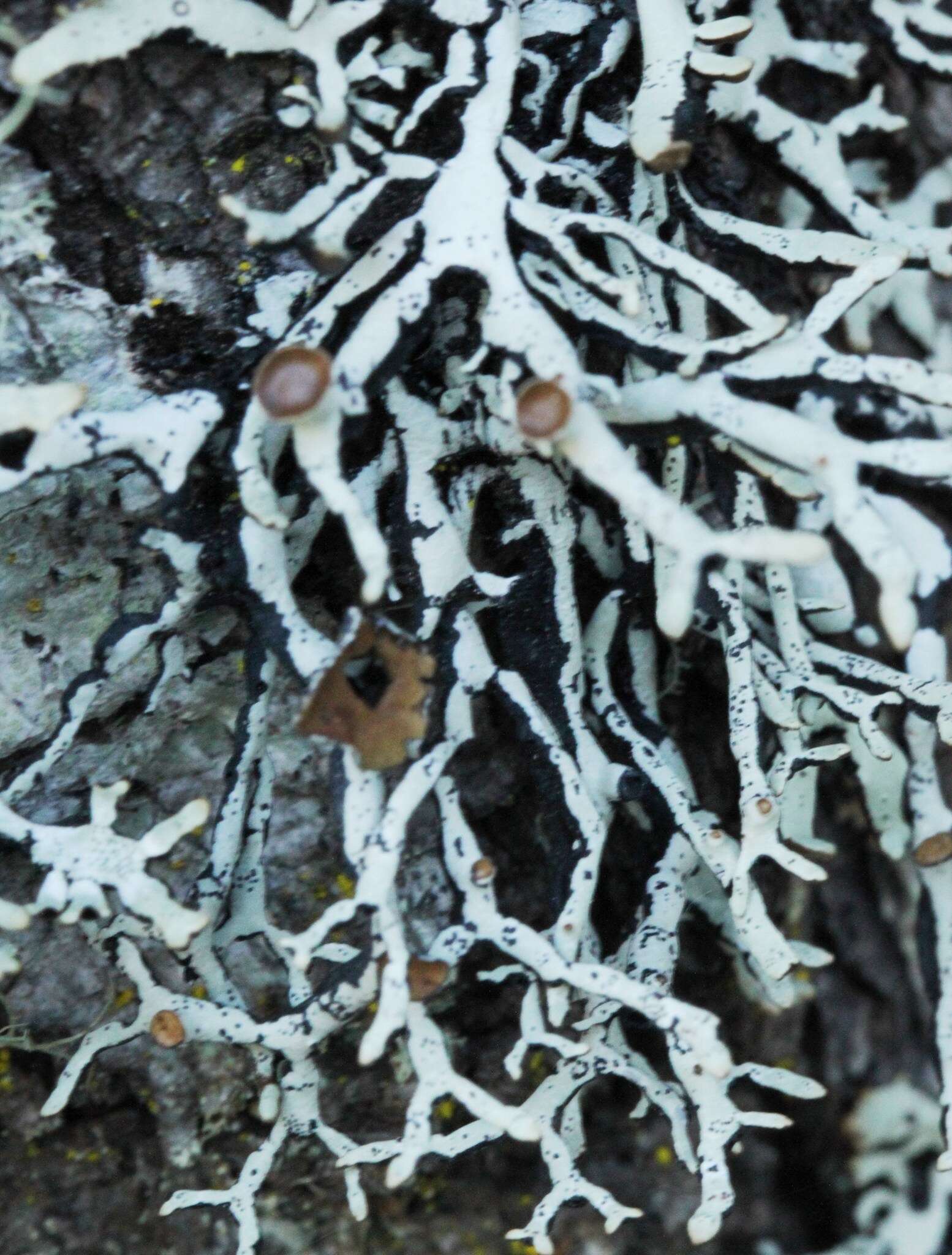 Image of tube lichen