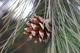 Imagem de Pinus tabuliformis Carrière