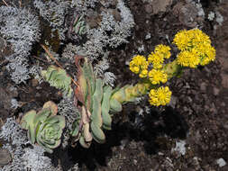 Image of Aeonium aureum (C. Sm. ex Hornem.) T. H. M. Mes