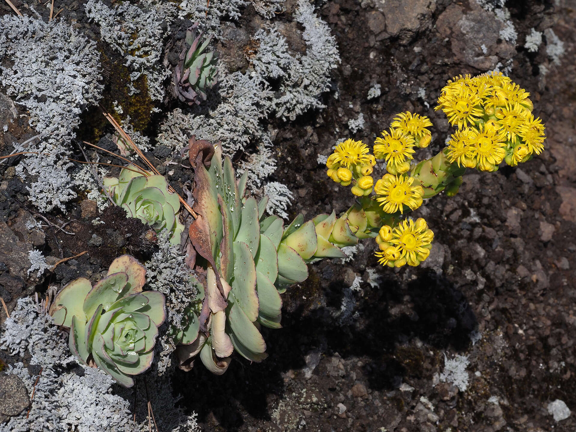 Image of Aeonium aureum (C. Sm. ex Hornem.) T. H. M. Mes