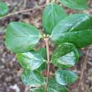 Image of Coffea boiviniana (Baill.) Drake