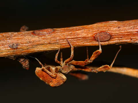 Image of Uloborus plumipes Lucas 1846