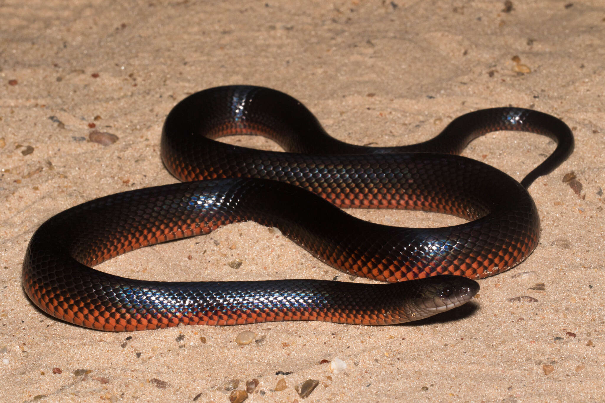 Image of Boiruna maculata (Boulenger 1896)