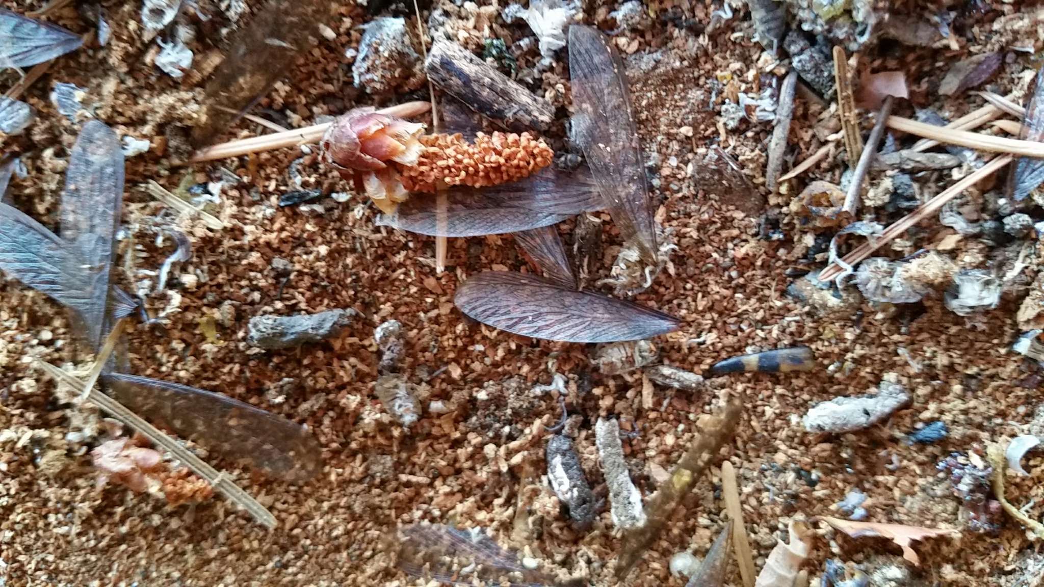 Image of Pacific Dampwood Termite