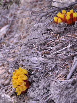 Image of Rockrose parasite