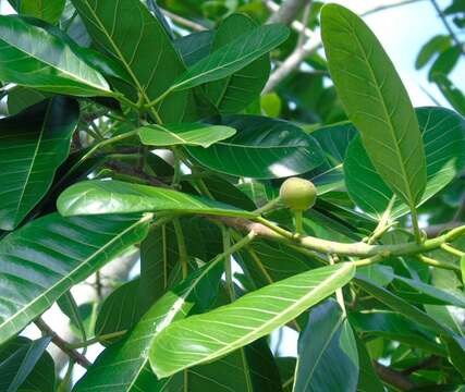 Image of Ficus insipida Willd.