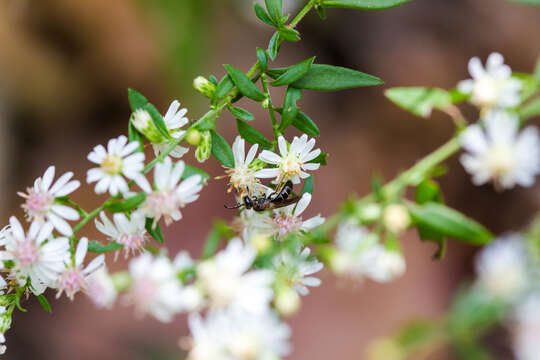 Lasioglossum fuscipenne (Smith 1853) resmi