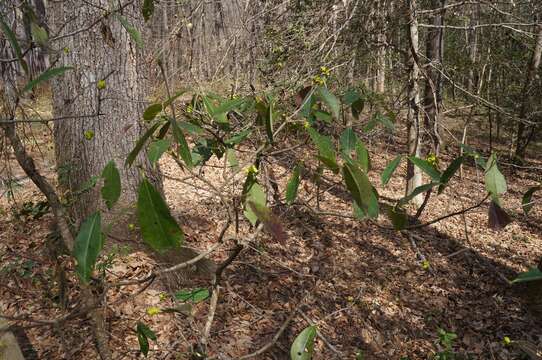 Image of common sweetleaf