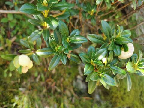 Exobasidium rhododendri (Fuckel) C. E. Cramer 1874 resmi