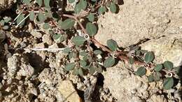 Euphorbia pediculifera var. pediculifera的圖片