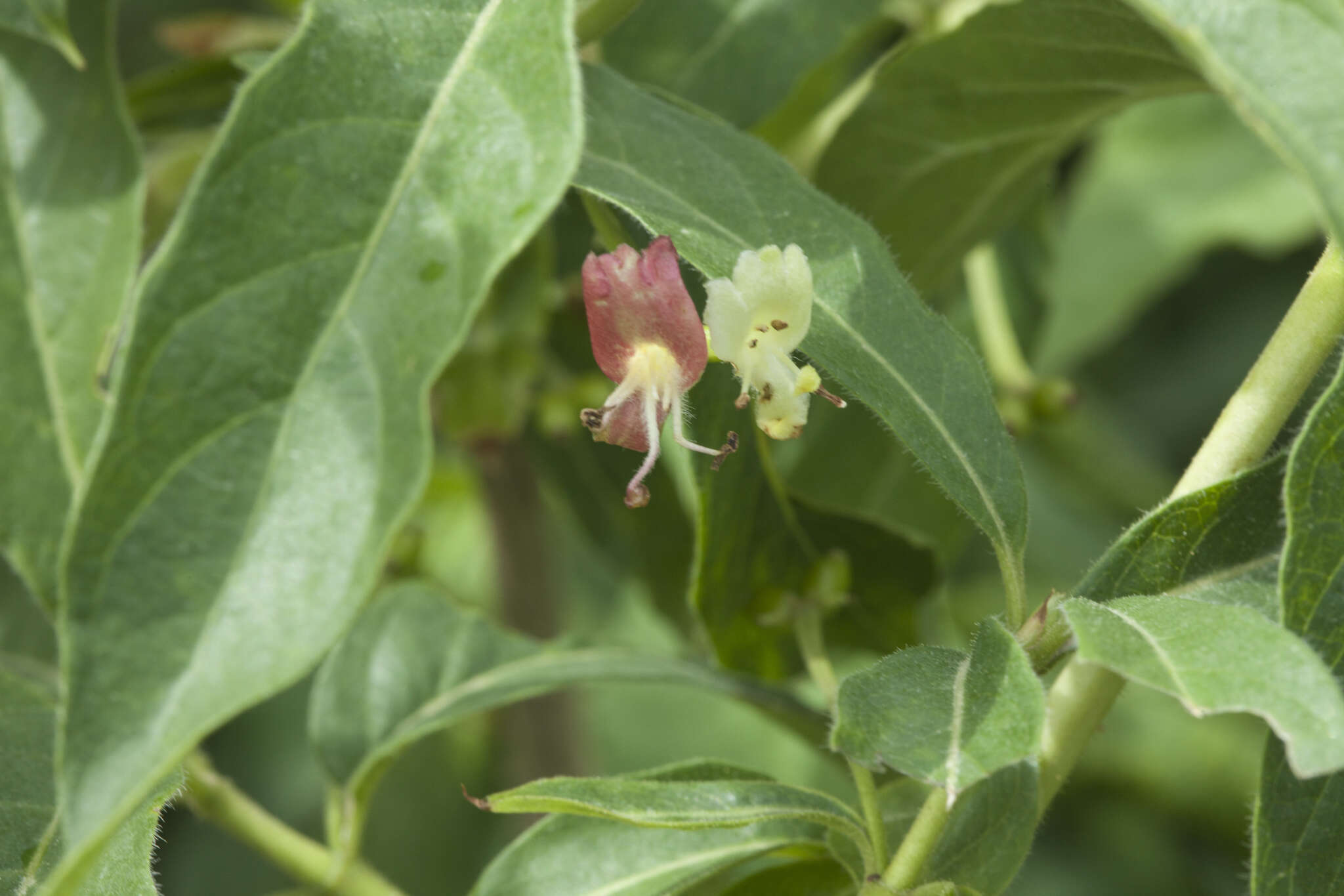 Lonicera heterophylla Decne. resmi