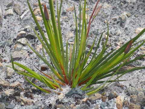 Image of Patersonia juncea Lindl.