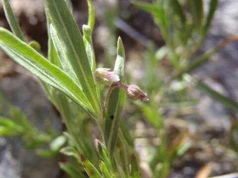 Sivun Pombalia verticillata (Ortega) Paula-Souza kuva