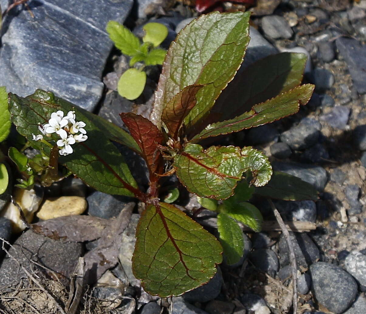 Image of Populus suaveolens Fisch.