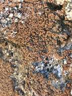 Image of Tuckerman's fishscale lichen