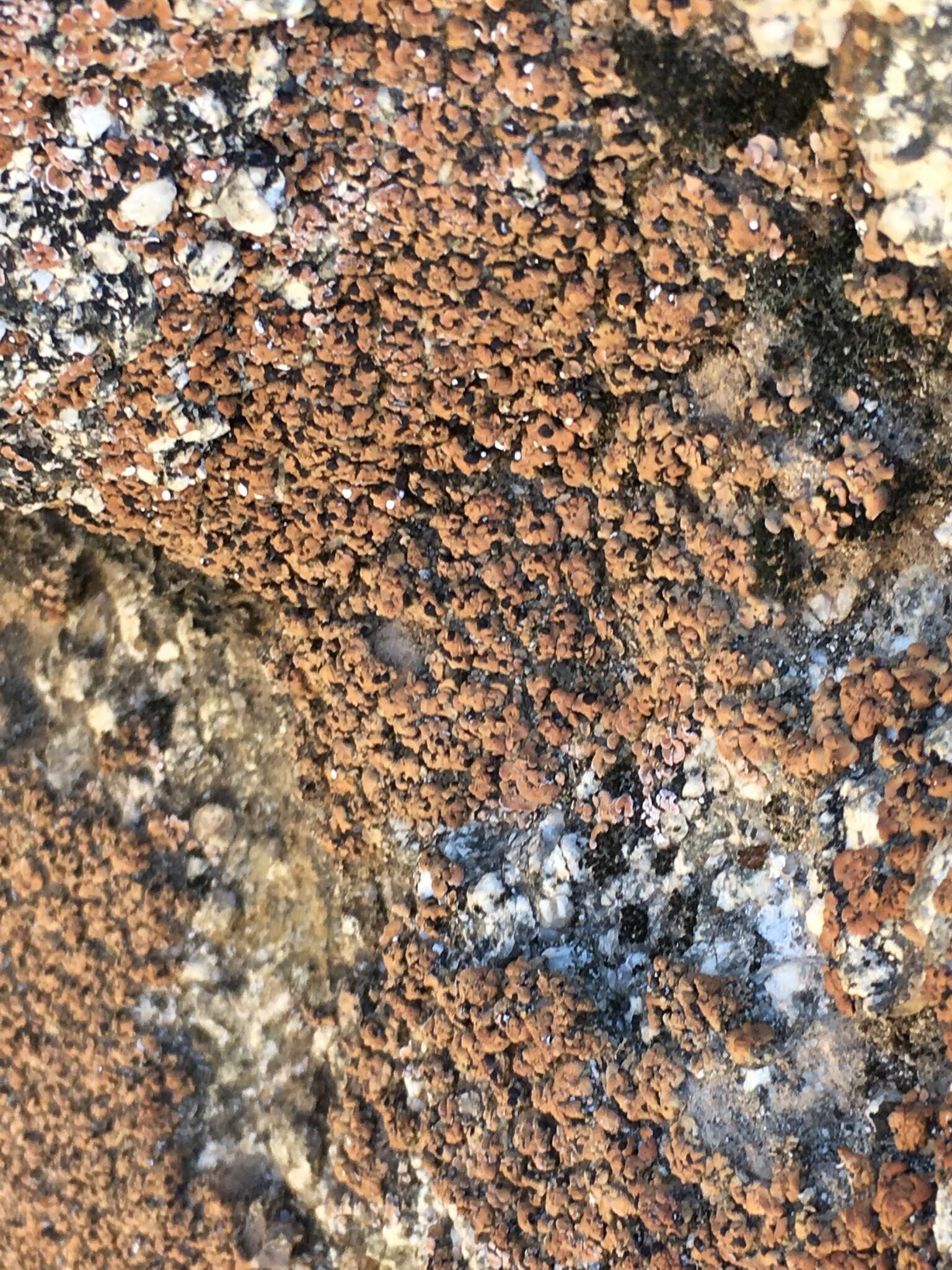 Image of Tuckerman's fishscale lichen