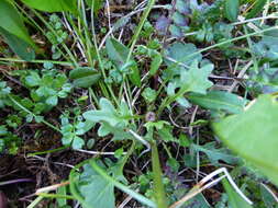 Image of Dwarf Arctic Groundsel