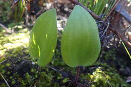 Eriospermum dielsianum subsp. molle Marloth ex P. L. Perry resmi