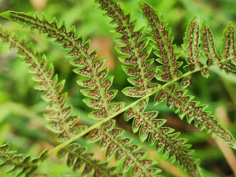 Image of Thelypteris palustris subsp. palustris