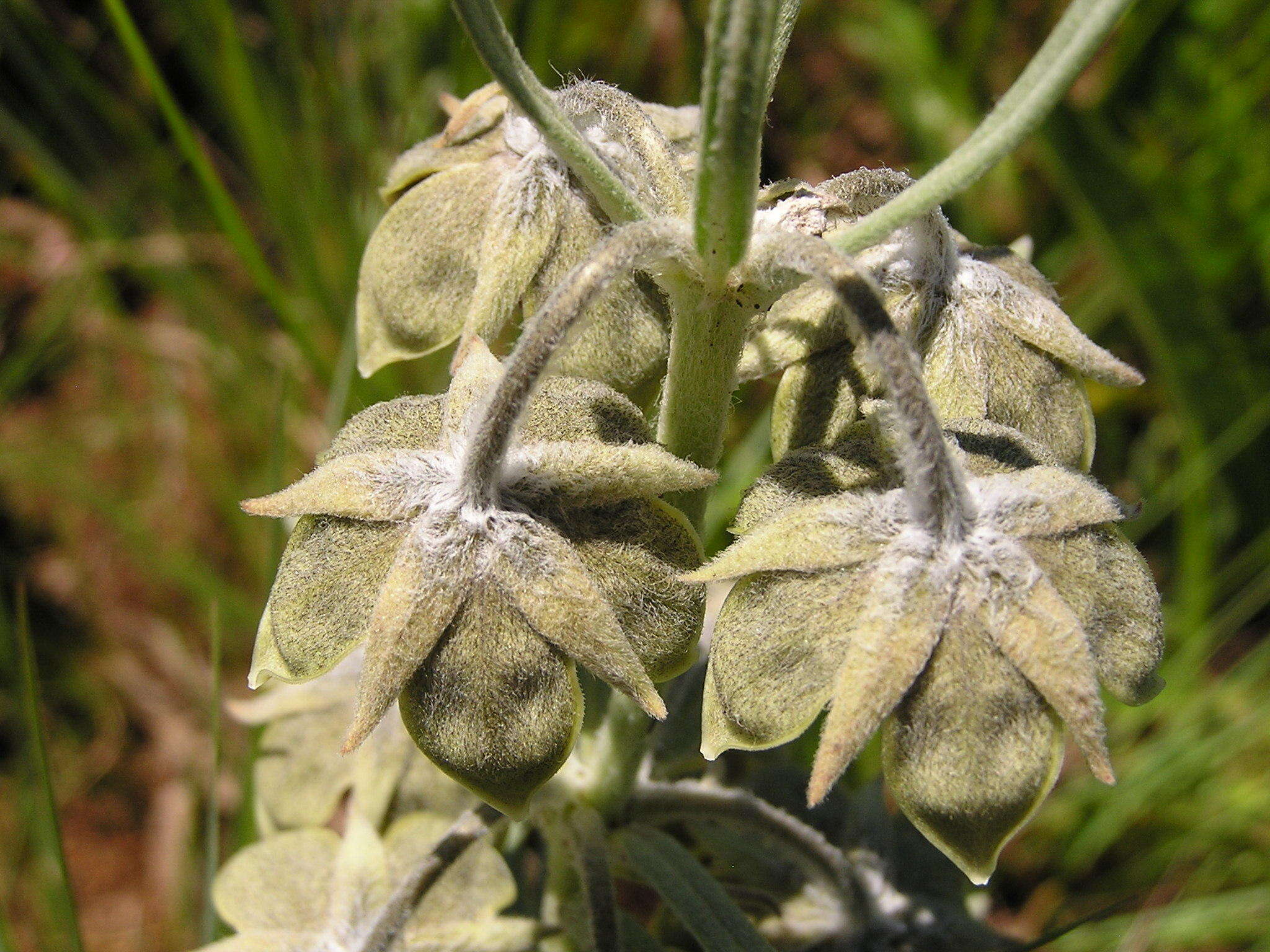 Image of Miraglossum davyi (N. E. Br.) F. K. Kupicha