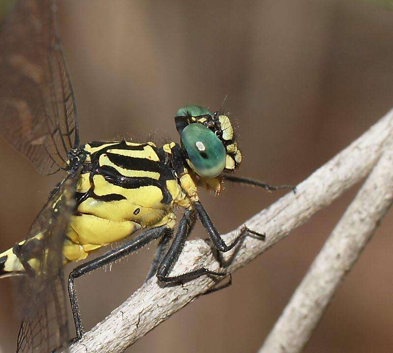 Imagem de Austrogomphus amphiclitus (Selys 1873)