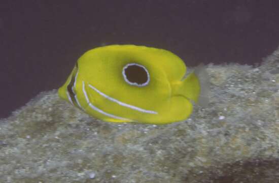 Image of Archer Butterflyfish