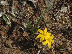 Image of Hypoxis floccosa Baker