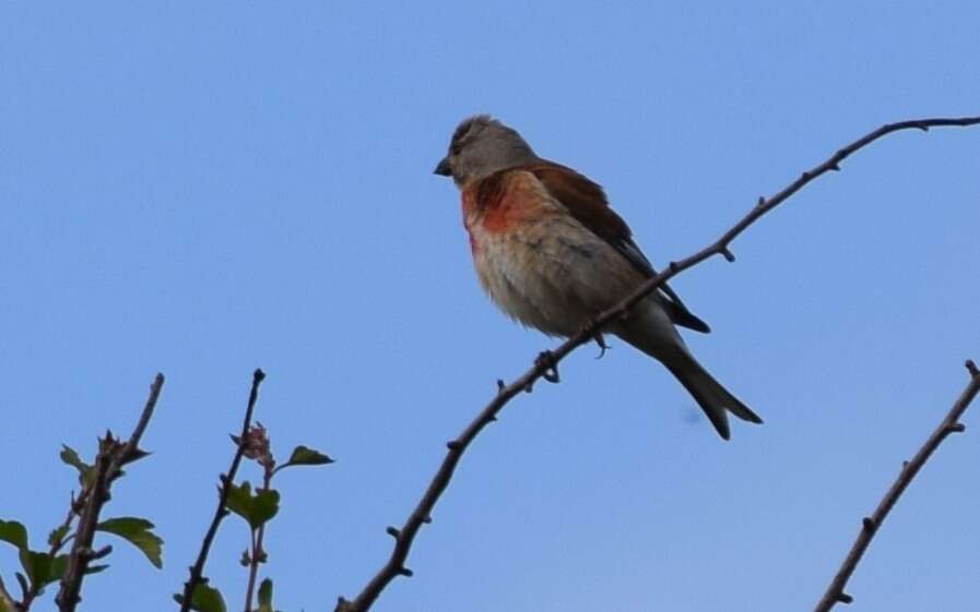 Image of Linnets