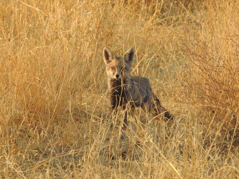 Image of white-footed fox