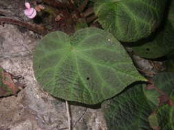 Image of Begonia chongzuoensis Yan Liu, S. M. Ku & C. I Peng