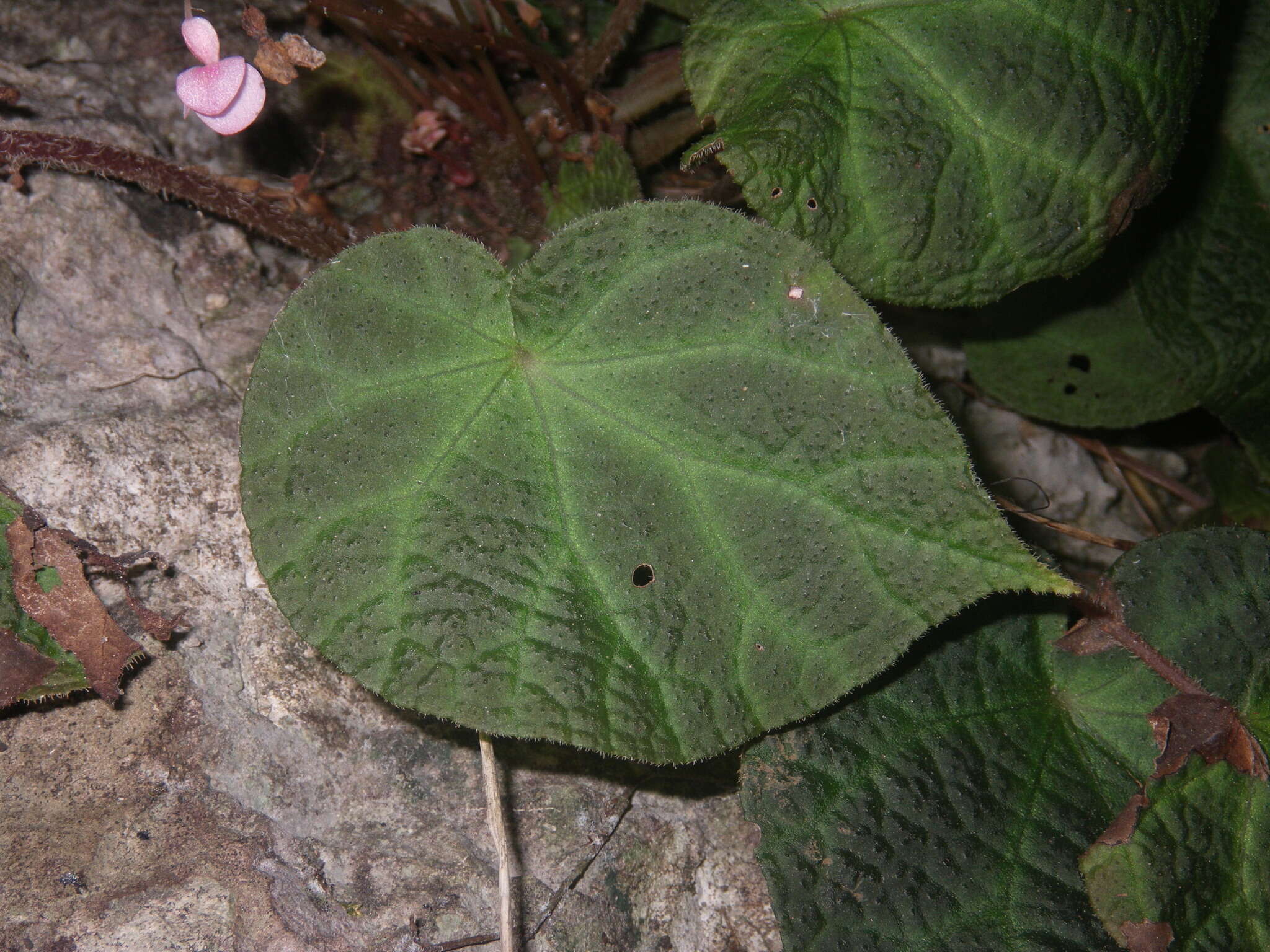 Image of Begonia chongzuoensis Yan Liu, S. M. Ku & C. I Peng