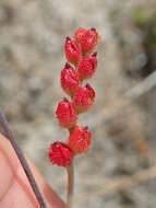 Image of Drosera sessilifolia St. Hil.