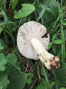 Image of Russula pulverulenta Peck 1902