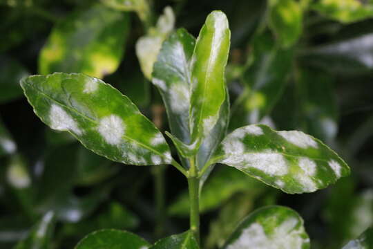 Erysiphe euonymicola U. Braun 2012 resmi