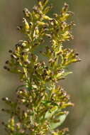 Plancia ëd Solidago pallida (Porter) Rydb.