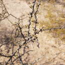 Image of Bougainvillea spinosa (Cav.) Heimerl