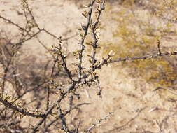 Bougainvillea spinosa (Cav.) Heimerl resmi