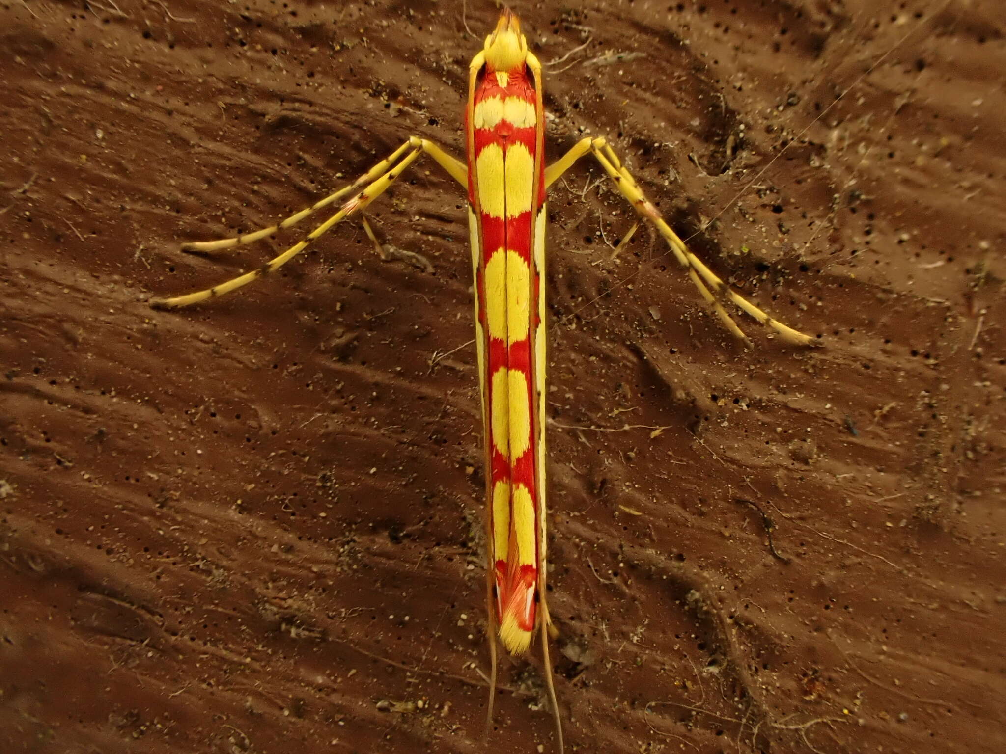 Image of Macarostola miniella (Felder & Rogenhofer 1875)
