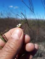 Image of Macrostylis cassiopoides subsp. cassiopoides