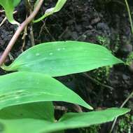 Image of Bomarea edulis (Tussac) Herb.