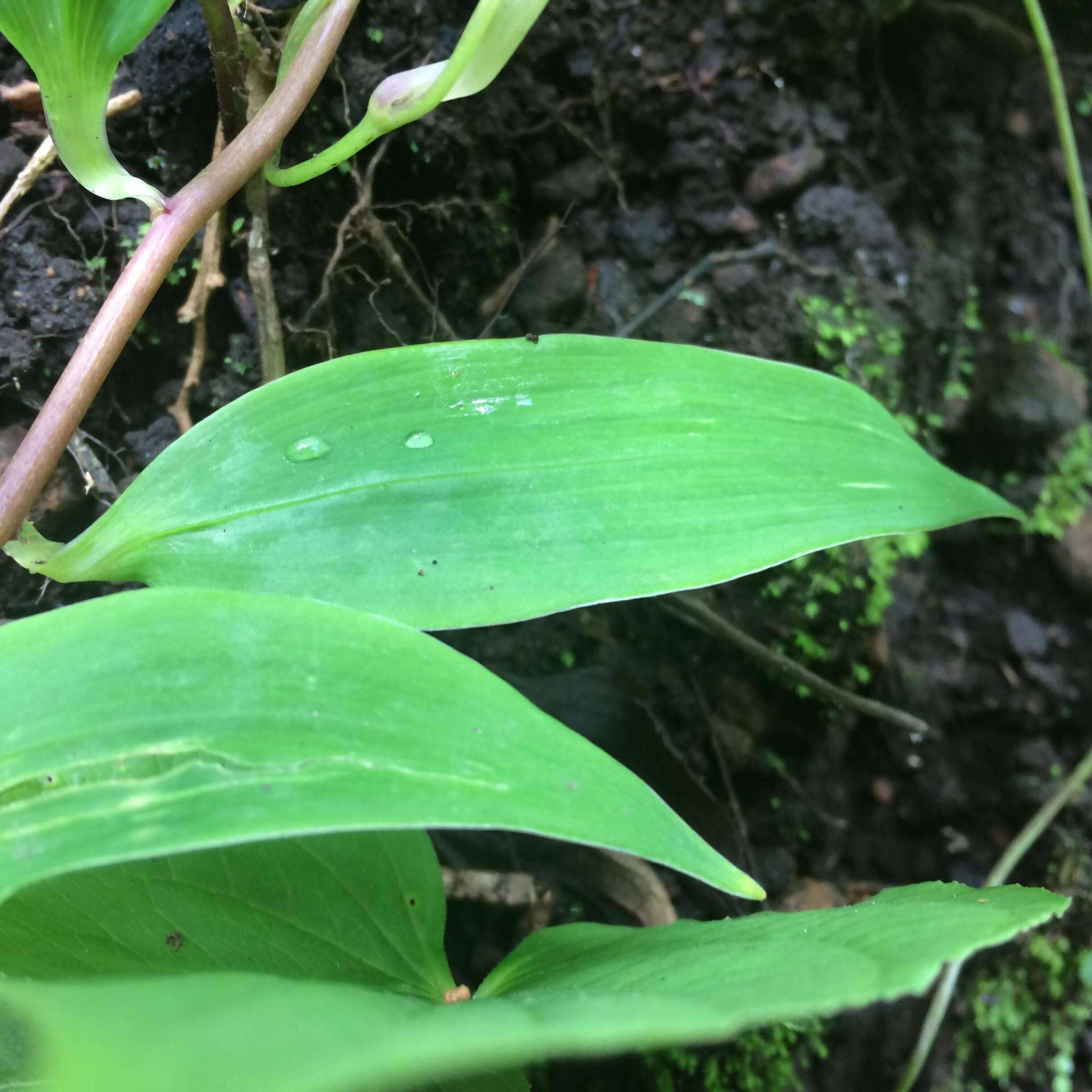 Image of Bomarea edulis (Tussac) Herb.