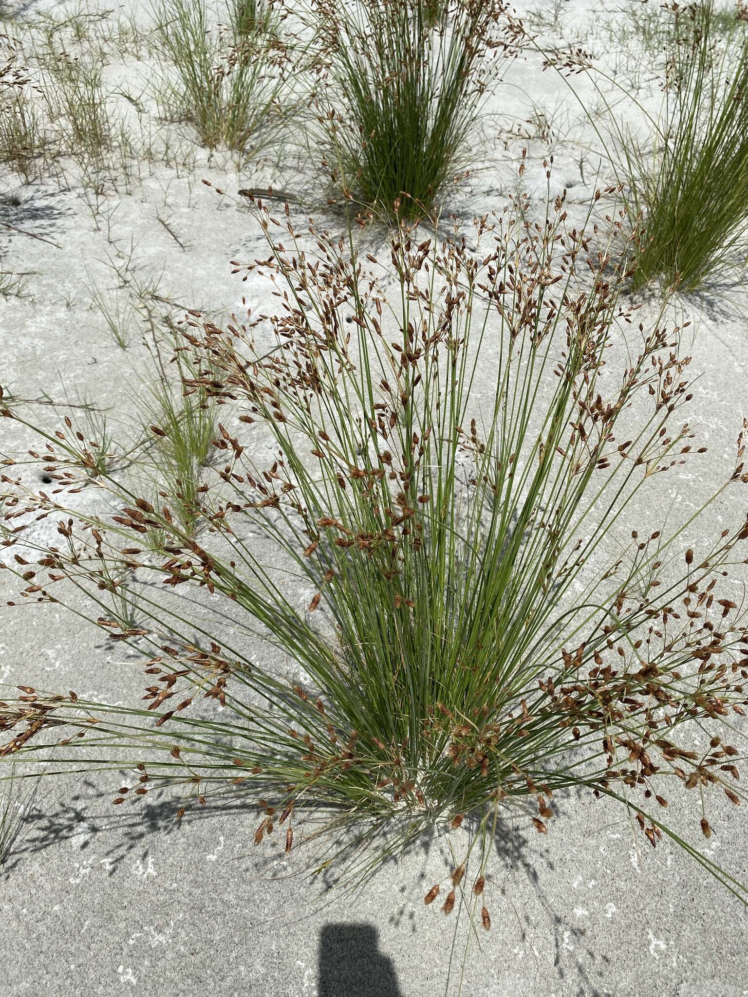 Imagem de Fimbristylis caroliniana (Lam.) Fernald