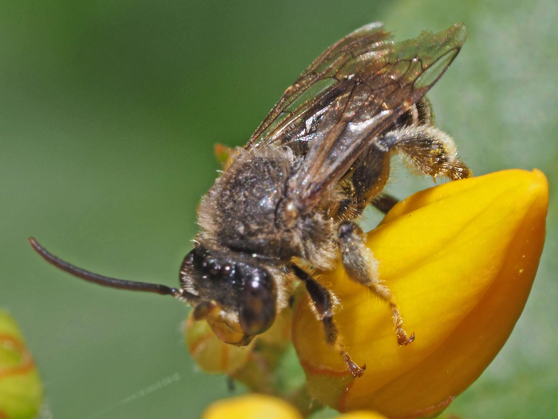 Image of Macropis fulvipes (Fabricius 1804)