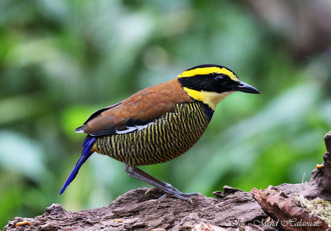 Image of Javan Banded Pitta