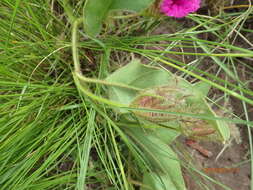 Image of Ipomoea pellita Hall. fil.